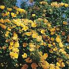 Budde Storblommig Buskros Hugonis Rosa "Hugonis", 1-pack GTG28430