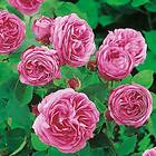 Budde Storblommig Buskros Louise Odier Rosa "Louise Odier", 1-pack GTG28345