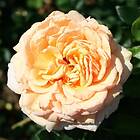 Budde Storblommig Rabattros Carl Nielsen Rosa "Carl Nielsen", 10-pack GTG27718-10