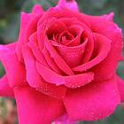 Budde Storblommig Rabattros Big Purple Rosa "Big Purple", 5-pack GTG27714-5