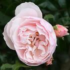 Budde Storblommig Ros Strawberry Hill Rosa "Strawberry Hill", 1-pack GTG27881