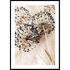 Gallerix Poster Allium Flowers 30x40 4706-30x40
