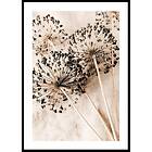 Gallerix Poster Allium Flowers 4706-21x30G