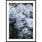 Gallerix Poster Blue Hydrangea 30x40 4621-30x40