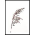 Gallerix Poster Boho Dried In Nature No3 30x40 5314-30x40