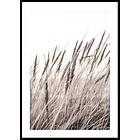 Gallerix Poster Boho Dried In Nature No1 70x100 5327-70x100