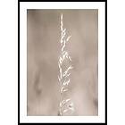 Gallerix Poster Boho Dried In Nature No4 21x30 5309-21x30