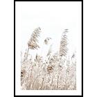 Gallerix Poster Boho Dried In Nature No5 50x70 5307-50x70