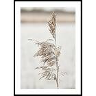 Gallerix Poster Boho Dried In Nature No7 5297-21x30G