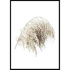 Gallerix Poster Boho Dried In Nature No2 21x30 5322-21x30