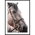 Gallerix Poster Brown Horse Up Close 21x30 5343-21x30