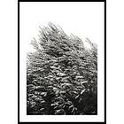 Gallerix Poster Bush Of Plants 21x30 5344-21x30