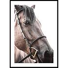 Gallerix Poster Brown Horse Up Close 70x100 5343-70x100
