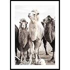 Gallerix Poster Camels 50x70 5311-50x70