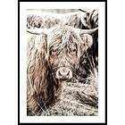 Gallerix Poster Cow Up Close 21x30 5324-21x30