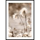 Gallerix Poster Cottongrass In The Wind 21x30 4705-21x30