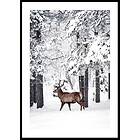 Gallerix Poster Deer In Snow 4878-21x30G