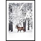 Gallerix Poster Deer In Snow 50x70 4878-50x70