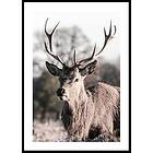 Gallerix Poster Deer Up Close 70x100 5317-70x100