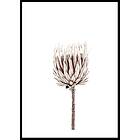 Gallerix Poster Dried Flower Up Close 30x40 5312-30x40