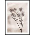 Gallerix Poster Dried Flower Sprig 70x100 5350-70x100