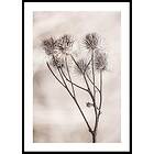 Gallerix Poster Dried Flower Sprig 50x70 5350-50x70