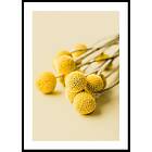 Gallerix Poster Drumstick Flowers 50x70 4639-50x70