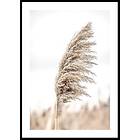 Gallerix Poster Dry Reeds No4 70x100 5348-70x100