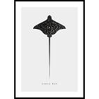 Gallerix Poster Eagle Ray 50x70 4614-50x70