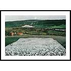 Gallerix Poster Flower Meadow in the North By Harald Sohlberg 4757-21x30G