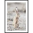 Gallerix Poster Hare Up Close 30x40 5319-30x40