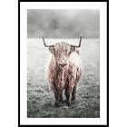 Gallerix Poster Highland Cow 50x70 5328-50x70