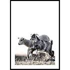 Gallerix Poster Kid And Lamb 50x70 5338-50x70