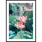 Gallerix Poster Lotus Flowers 30x40 4665-30x40