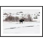 Gallerix Poster Moose In Snow 30x40 4879-30x40
