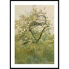 Gallerix Poster Peach Blossoms Villiers-le-Bel By Childe Hassam 4977-21x30G