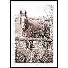 Gallerix Poster One Brown Horse 5331-21x30G