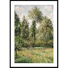Gallerix Poster Poplars Éragny By Camille Pissarro 21x30 4945-21x30