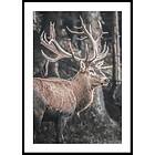 Gallerix Poster Red Deer Rut 5333-21x30G