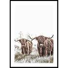 Gallerix Poster Scottish Highlanders No2 21x30 5315-21x30