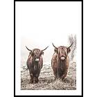 Gallerix Poster Scottish Highlanders No3 50x70 5329-50x70