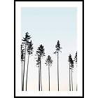 Gallerix Poster Tall Trees At Dusk 4664-21x30G