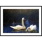 Gallerix Poster Svanar i Vass By Bruno Liljefors 30x40 4735-30x40
