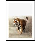 Gallerix Poster Tiger Walk 70x100 5565-70x100