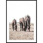 Gallerix Poster Three Brown Horses 30x40 5326-30x40