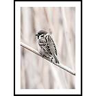 Gallerix Poster Tree Sparrow 21x30 5316-21x30