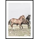 Gallerix Poster Two Brown Horses 30x40 5301-30x40