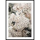 Gallerix Poster White Spring Flowers 5351-21x30G