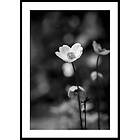 Gallerix Poster White Flower BW 70x100 5253-70x100