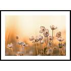 Gallerix Poster Wild Anemone In Sunset 30x40 4696-30x40